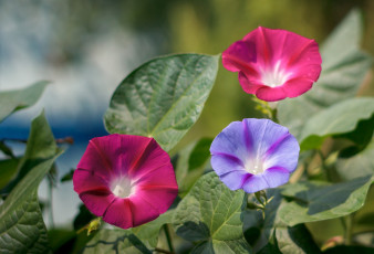 Картинка цветы вьюнки +ипомеи цветение синяя петуния