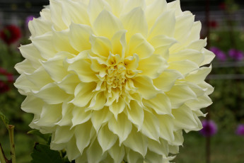 Картинка цветы георгины цветение георгин лепестки бутоны