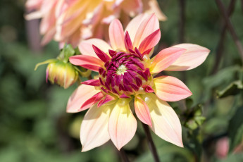 Картинка цветы георгины лепестки георгин бутоны цветение