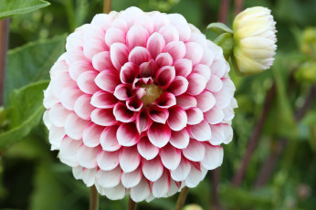 Картинка цветы георгины лепестки бутоны цветение георгин