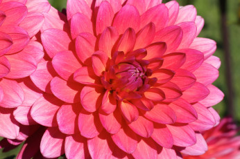 Картинка цветы георгины лепестки бутоны цветение георгин