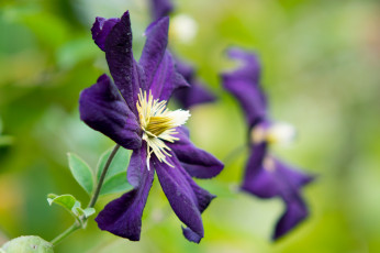 Картинка цветы клематис+ ломонос капли макро клематис