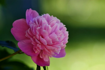 Картинка цветы пионы цветение розовый бутон пион лепестки