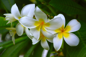 Картинка цветы плюмерия цветки лепестки цветение