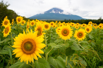 Картинка цветы подсолнухи petals bloom flowers sunflower цветение лепестки подсолнух
