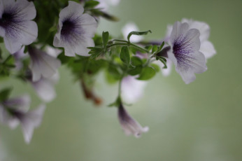 обоя цветы, вьюнки,  ипомеи, цветение, синяя, петуния