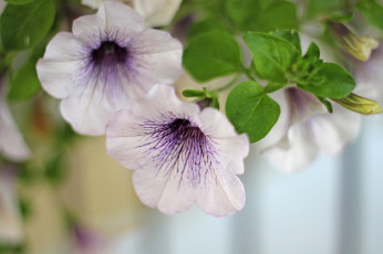 Картинка цветы вьюнки +ипомеи петуния синяя цветение