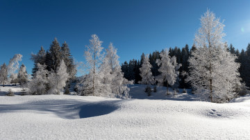 Картинка природа зима снег деревья