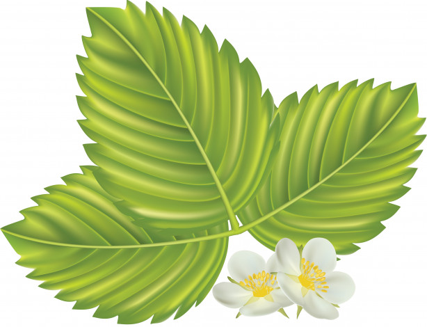 Обои картинки фото векторная графика, цветы, листья