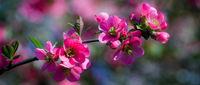 Обои картинки фото цветы, цветущие деревья ,  кустарники, белые, ветка, листья, цветочки, цветение