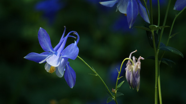 Обои картинки фото цветы, аквилегия , водосбор, цветение, лепестки