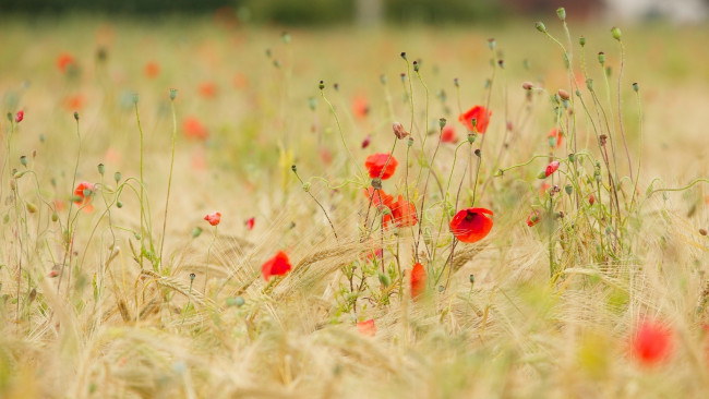 Обои картинки фото цветы, маки, лето, колосья, луг