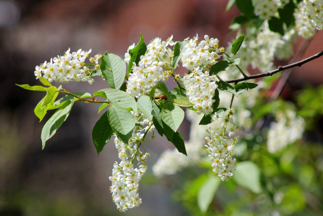 Обои картинки фото цветы, Черемуха, нежно, листики, цветочки, цветение, ветка