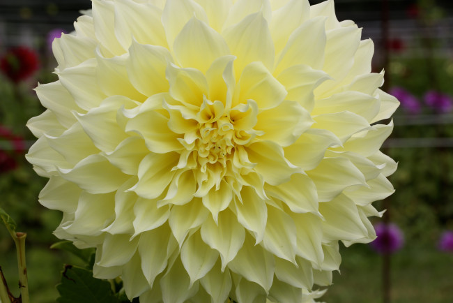 Обои картинки фото цветы, георгины, цветение, георгин, лепестки, бутоны