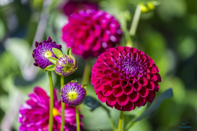 Обои картинки фото цветы, георгины, лепестки, цветение, розовый, георгин