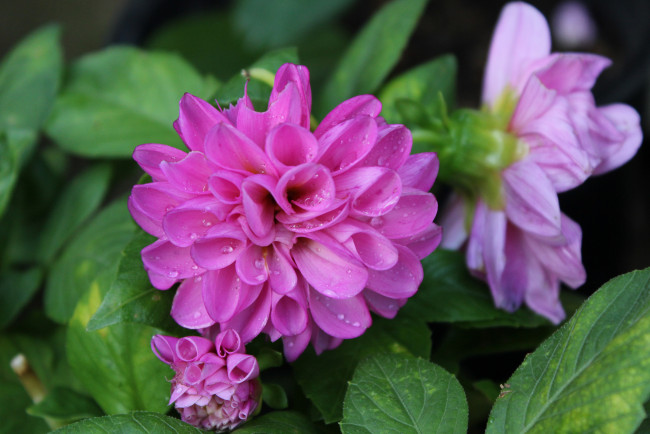 Обои картинки фото цветы, георгины, лепестки, георгин, бутоны, цветение