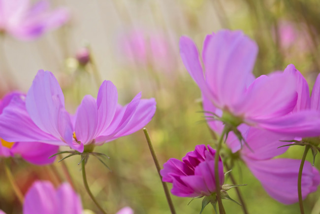 Обои картинки фото цветы, космея, цветение, лепестки