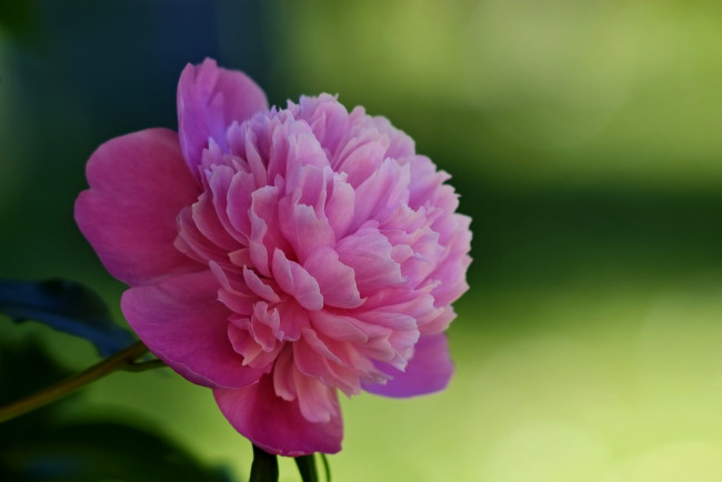 Обои картинки фото цветы, пионы, цветение, розовый, бутон, пион, лепестки