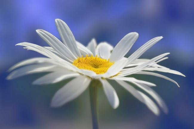 Обои картинки фото цветы, ромашки, лепестки, макро