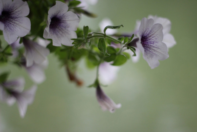 Обои картинки фото цветы, вьюнки,  ипомеи, цветение, синяя, петуния