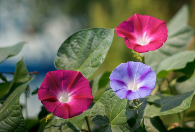 Обои картинки фото цветы, вьюнки,  ипомеи, цветение, синяя, петуния