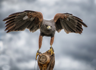 Картинка животные птицы+-+хищники орел