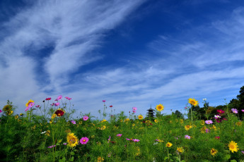 Картинка цветы луговые+ полевые +цветы bitchu kokubunji temple пагода Япония небо окаяма japan okayama космея подсолнухи