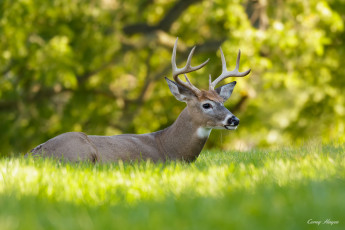 Картинка животные олени луг трава олень