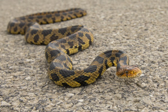 Картинка животные змеи +питоны +кобры змея