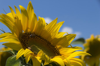 Картинка цветы подсолнухи подсолнух