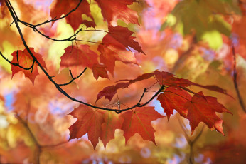 Картинка природа листья осень