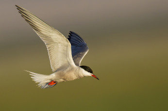 Картинка животные Чайки +бакланы +крачки птичка