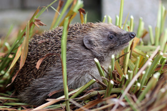 Картинка животные ежи ежик