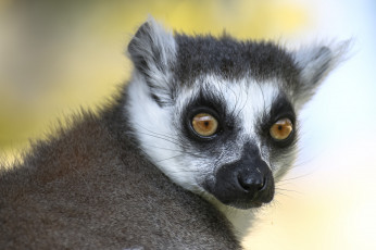 Картинка животные лемуры лемур