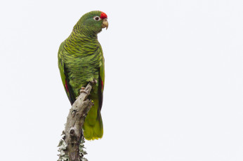 Картинка животные попугаи птичка
