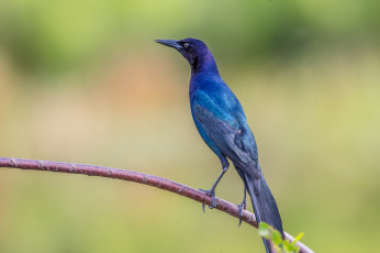 Картинка животные птицы птичка