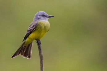 Картинка животные птицы птичка