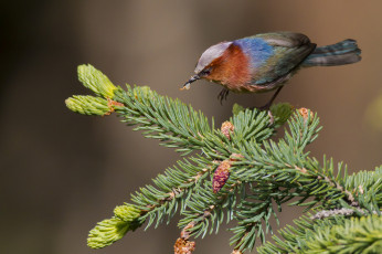 Картинка животные птицы птичка