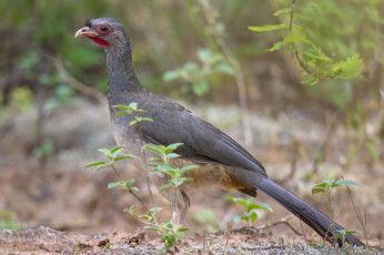 Картинка животные птицы птичка