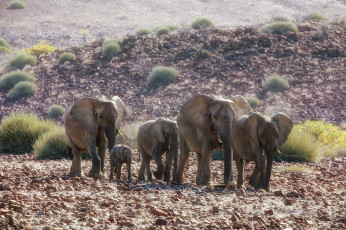Картинка животные слоны стадо