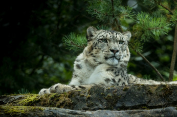 Картинка животные снежный+барс+ ирбис барс