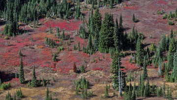 Картинка природа деревья ели лес