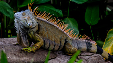 Картинка животные Ящерицы +игуаны +вараны игуана