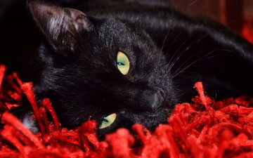 Картинка животные коты взгляд смотрит лежит котяра кошак кот