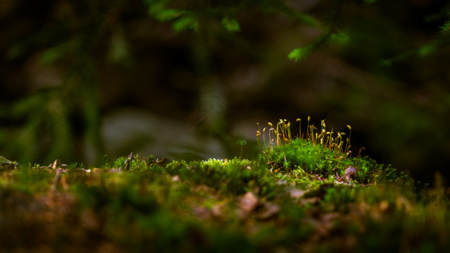 Обои картинки фото природа, макро, мох, лес