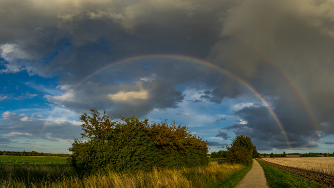 Обои картинки фото природа, радуга, тучи, дерево, пейзаж