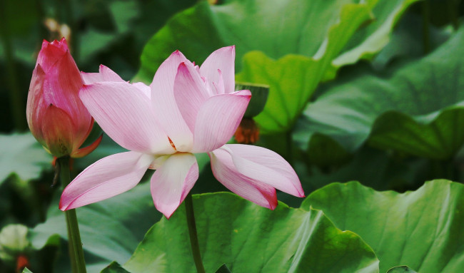 Обои картинки фото цветы, лотосы, лепестки