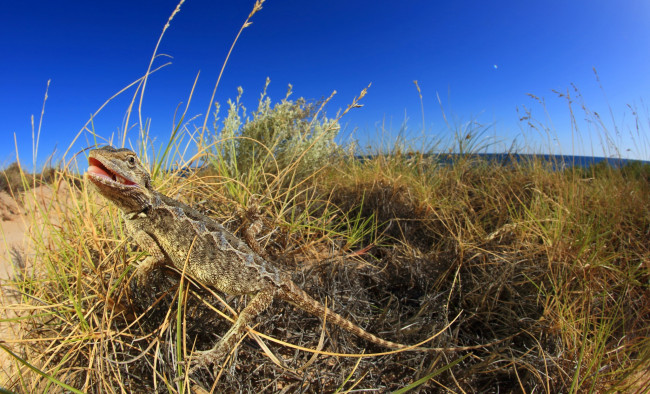 Обои картинки фото животные, Ящерицы,  игуаны,  вараны, ящерка