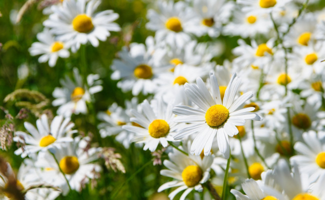 Обои картинки фото цветы, ромашки, лепестки, белый