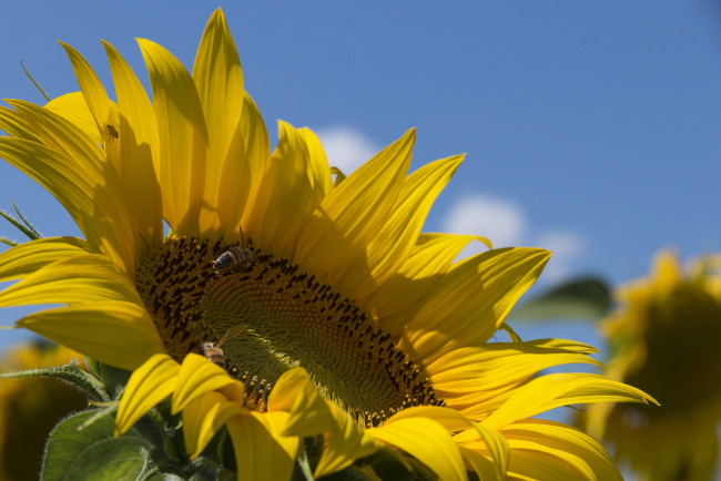 Обои картинки фото цветы, подсолнухи, подсолнух